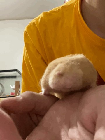 山本アヒル on X