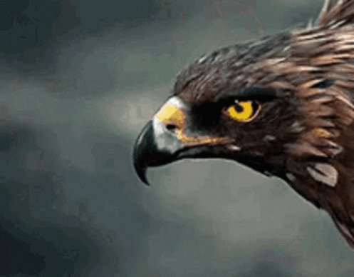 Eagle Has Landed GIF