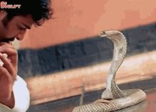 Emme Fox on Twitter: "@therealSIR3 Let me help you with that! 😅 https