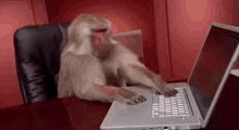 Monkey Laptop GIF