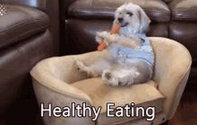 Dog Carrot GIF