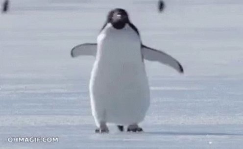 Penguin Happy GIF