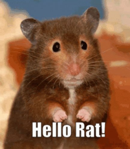 Hello Rat Rat96 GIF