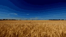 Golden Wheat Field GIF
