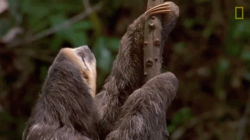 Sloth Climbing Eagles Have ...