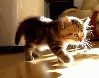 Stretch Cuteness GIF