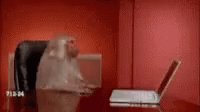 Monkey GIF