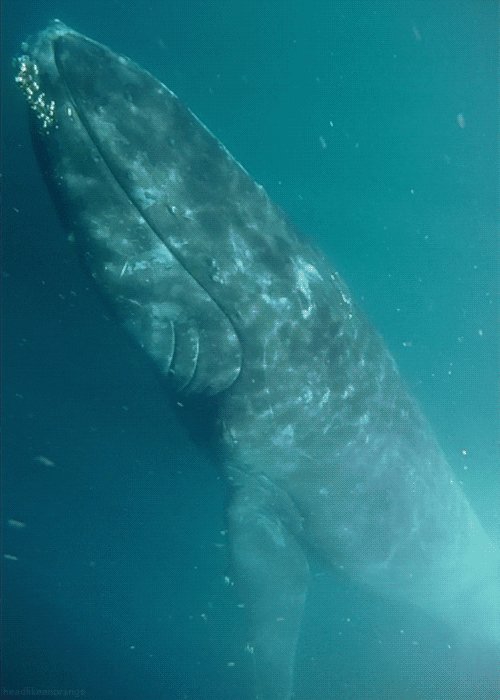 humpback whale GIF by Head ...