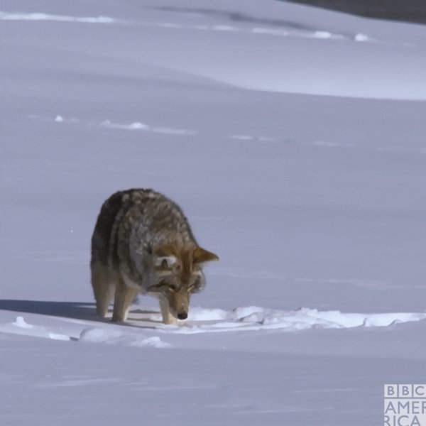 Bbc Earth Winter GIF by BBC...