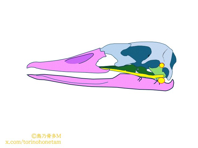 樹山◇玩具箱→いきもにあ10/18〜19 (@kiyama_tb) / X