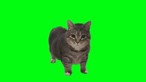 绿色背景上的旋转猫迷因