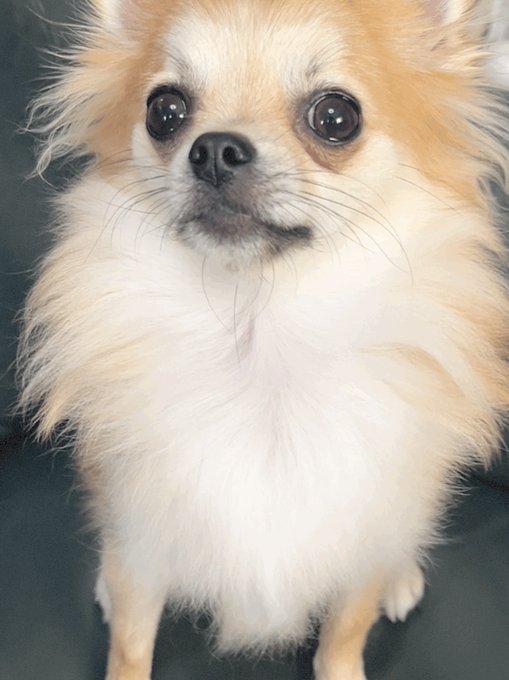 Adel Stern エーデルシュテルンのツイート