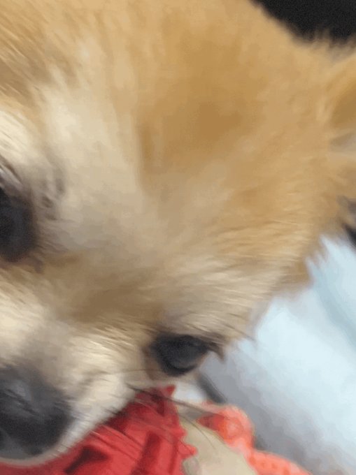 Adel Stern エーデルシュテルンのツイート