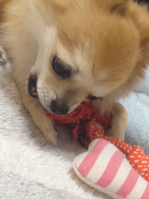 Adel Stern エーデルシュテルンのツイート