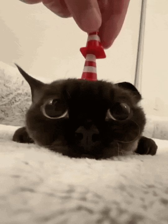 ニコ太郎様おまとめ Post by ニコちゃんとこたろう先生とトロとわさび姐さん on X: nada