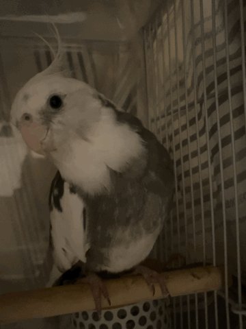 ゲームキャラクター okameinko Aオカメインコ】走る小鳥 BIGぬいぐるみ オンラインクレーンゲーム DMM