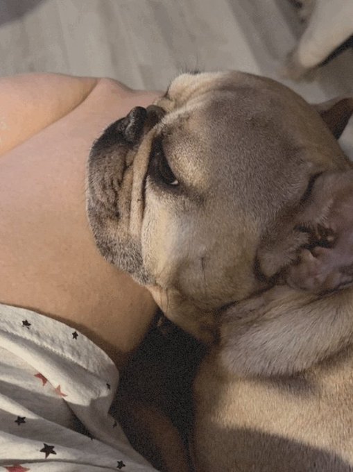 I want to get up but someone&rsquo;s being a baby 😍 #frenchies  #fawnfrenchie #furbaby https://t.co/MucPrw<a href="/tag/furbaby"class="tags"><span>#furbaby</span></a><a href="/tag/frenchies"class="tags"><span>#frenchies</span></a><a href="/tag/fawnfrenchie"class="tags"><span>#fawnfrenchie</span></a>