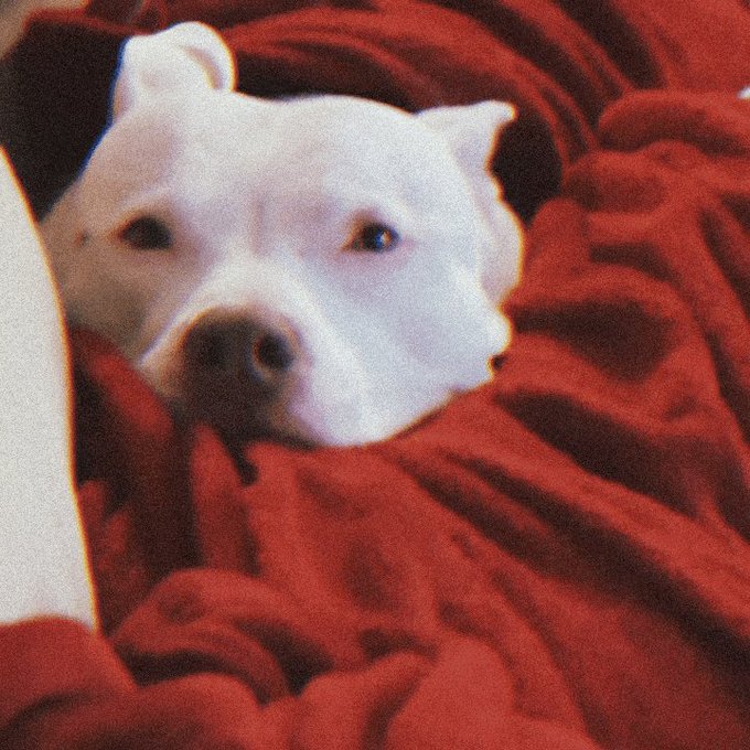 Se aceptan gifs de mi perrito? https://t.co/Ul8iUxLrR7<a href="/tag/halloweensale"class="tags"><span>#halloweensale</span></a><a href="/tag/limitedoffer"class="tags"><span>#limitedoffer</span></a>