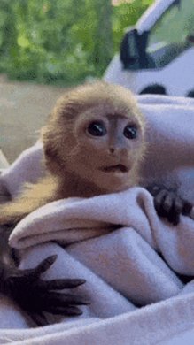 is it just me or are baby monkeys so cuteeeeee i want to hold one so bad https://t.co/vpflEbwABN