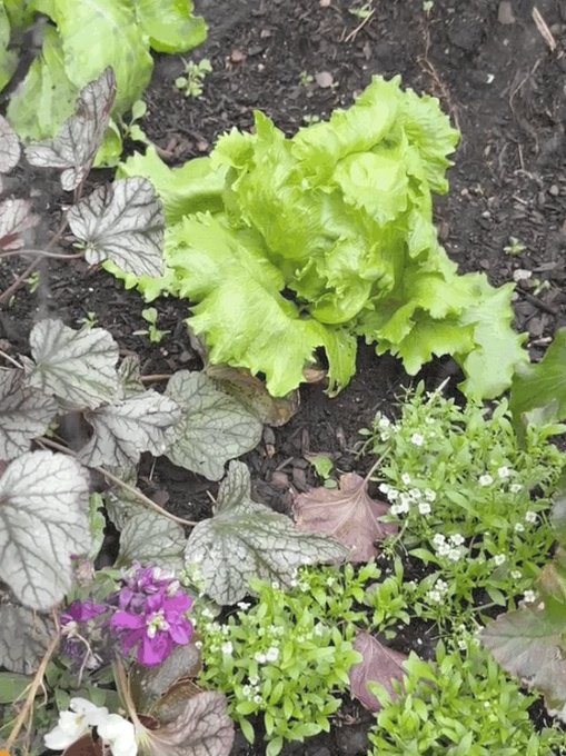 Gardening https://t.co/ulPvTdTFVT