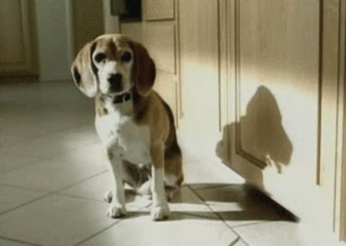 I took my dog to a different groomer today y&rsquo;all.. YA&rsquo;LL!!!! https://t.co/FM18yepoNo