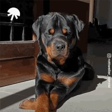 Man all my life I thought it was ROCKWEILER LOL ITS ROTTWEILER https://t.co/HzWhe8VBgE<a href="/tag/support"class="tags"><span>#support</span></a><a href="/tag/freestyle"class="tags"><span>#freestyle</span></a>