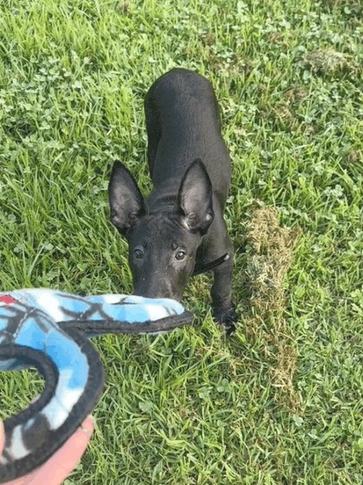 I should have named my dog ​​Putin or Maniga, otherwise your universe would have completely collapsed