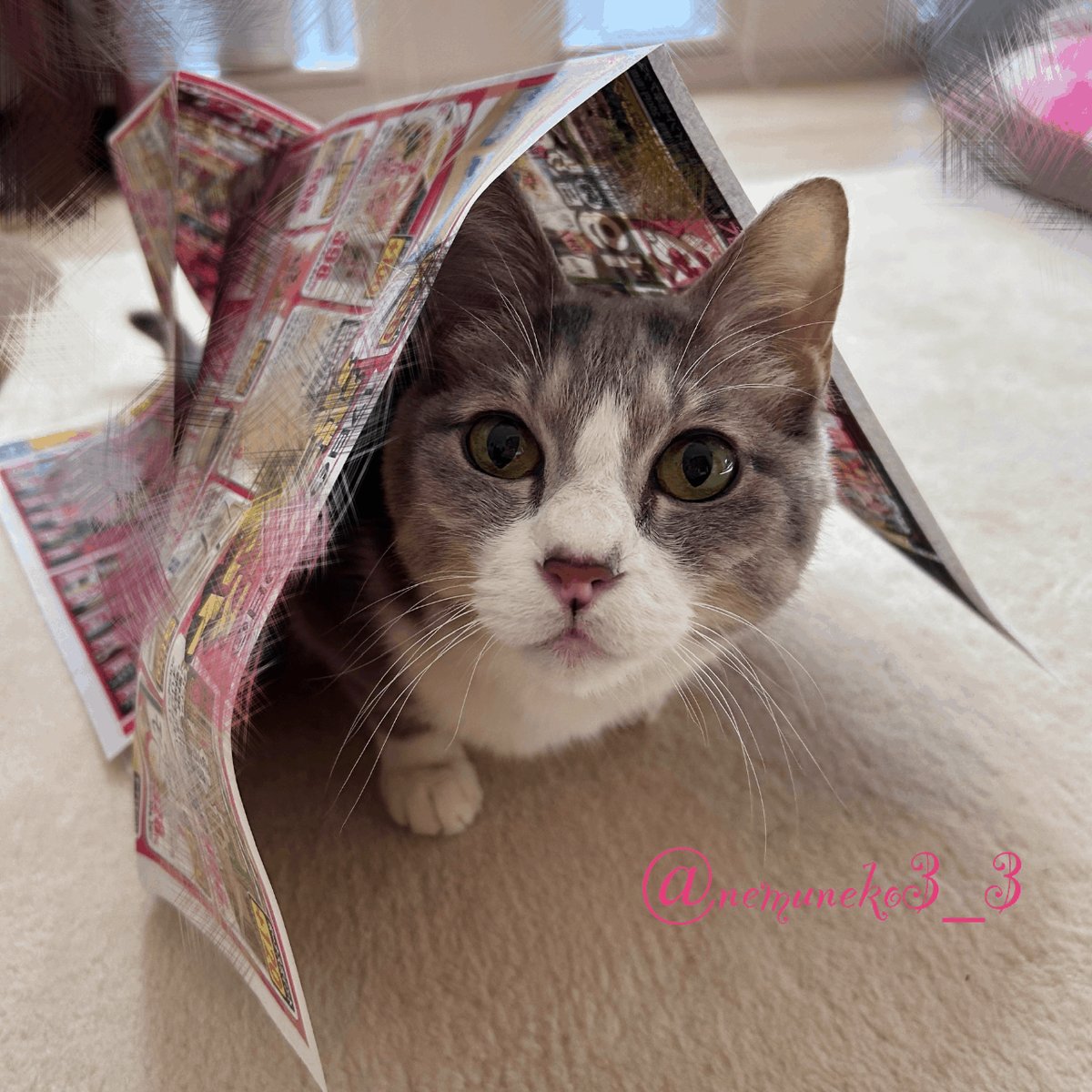 ねむねこページ ねむねこ (@nemuneko3_3) / Posts / X