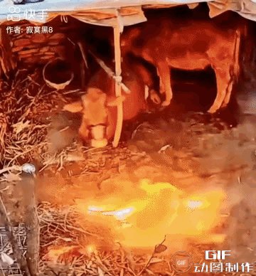 不知什么原因，牛圈里突然着火，一头生病不能起身的老黄牛发现后，它艰难的慢慢爬过去，用自己的身体压住火苗，试图阻止火式，老牛的身体被烧的滋滋作响，白烟升起，可是老牛依旧一动不动，它只是镇静的转过头看着自己已经燃烧的身体，还好主人及时出现，老牛得救了，整个牛圈保住了，老牛啊老牛，你怎么这么懂事呢？