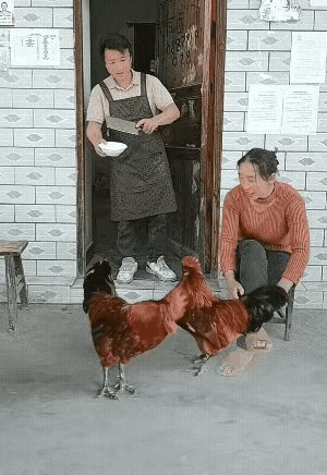男子拿菜刀装宰鸡，2只大公鸡一看，立马倒地装死，一动不动，演技爆棚。男子笑得前仰后合，心想：这俩家伙，比我还机智呢。这场景，真是让人哭笑不得

小时候8月15日那天中午家家都吃鸡，爸爸让我去鸡圈抓只大公鸡，我这个看看那个看看愣是下不了手，一不做二不休干脆全放了。因为我喜欢小动物 