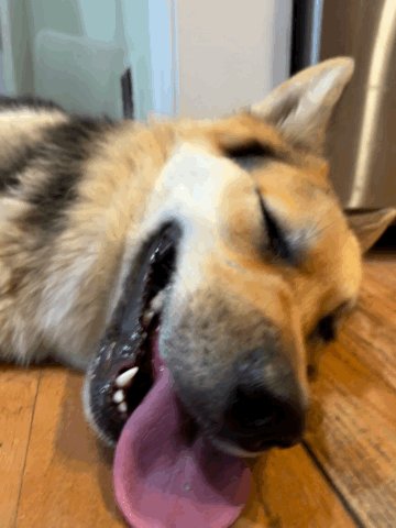 犬を吸うヨシ子🇺🇸 in MD (@MD41687242) / X 犬を吸うヨシ子🇺🇸 in MD (@MD41687242) / X