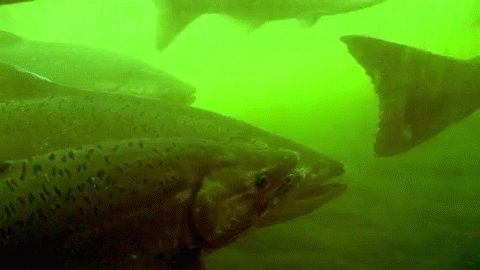 今晚：坎贝尔路和三湖区之间的Snohomish