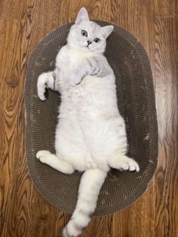 媒体预览