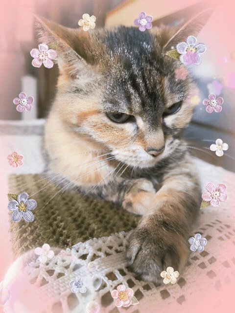 ららlalaa様 rafa (lala) (@lala.zx) • Instagram photos and videos