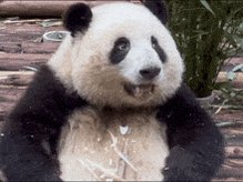 🇵🇭🧸🐼 ℡™ミスターパンダブーム玄笑顏无双凰战斗力仙