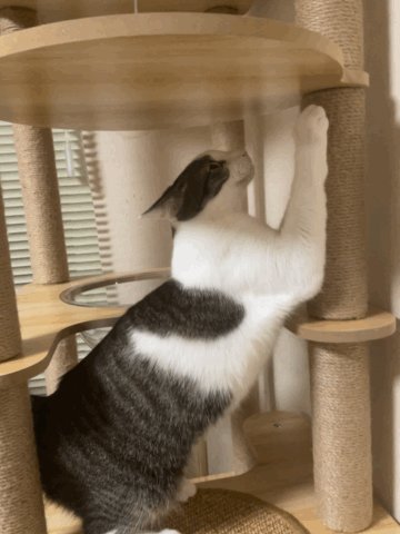 ねこ FplLRzTakAAsqao.jpg:large
