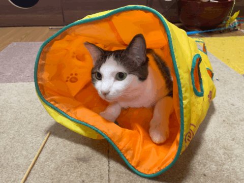 猫A 画像1 ＋ 8 画像19おまけ！　最終値下げしました！ ちしまこうのすけ on X: 