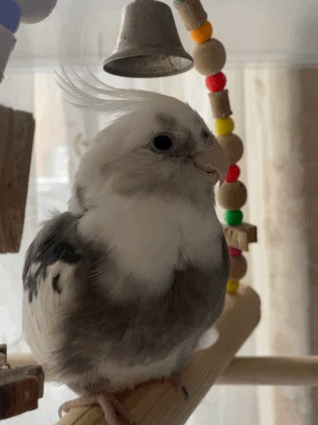 鳥好きっ！ 鳥好きさんと繋がりたい - অনুসন্ধান / X