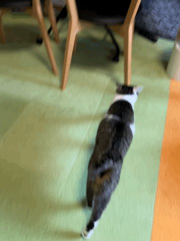 猫A 画像1 ＋ 8 画像19おまけ！　最終値下げしました！ 猫雑貨店＊ALFRED on X: 