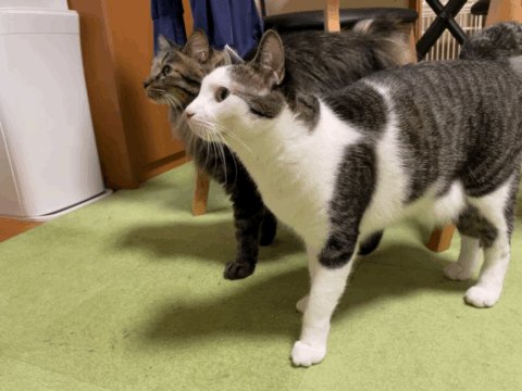 ５黄の猫　　 楽天市場】1/72 猫好きが認めるネコ 5種セット P35T-029 3D