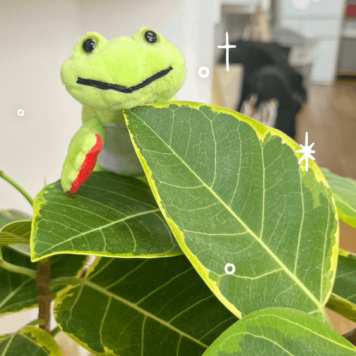 Go!Go!陽気なカエルちゃん (@gogokaeruchan) / Posts / X