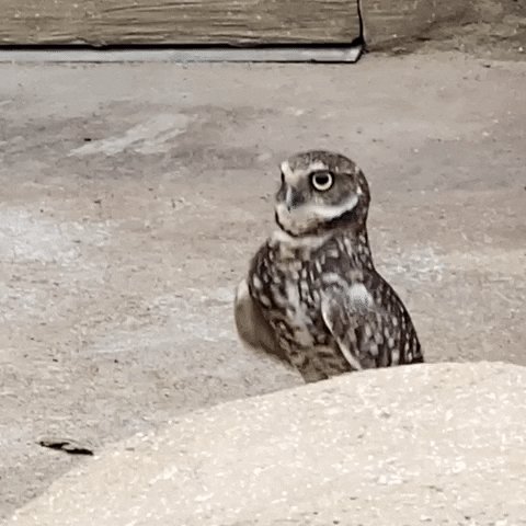 오늘 밤, 200번가/18번가 교차로 통제 (9시-4시)