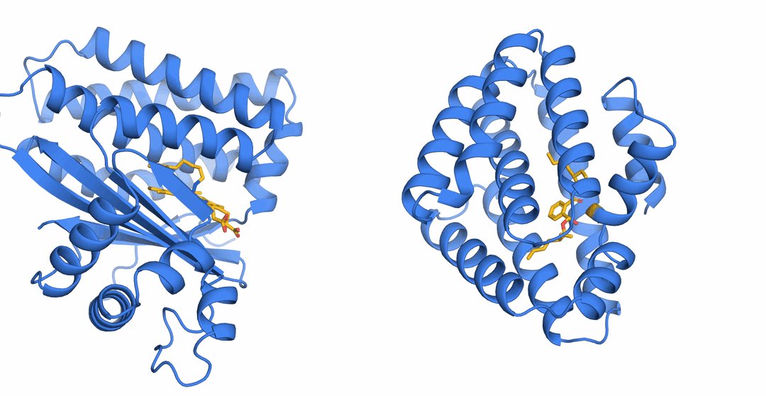 Structures of our top piperidine synthase and DEHPase designs.