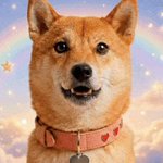 Photo by DogeGF’s Hero (FAN) (@dgfhero)