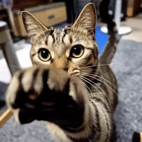にゃん太郎｜猫画像｜Funny Cats on X: 