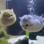 Photo by ✧⁠*⁠。Lexttou 🐟。*⁠✧ (@gianelettuce)